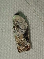 Acleris nivisellana