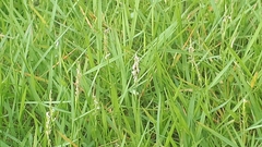 Zoysia matrella