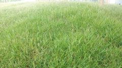 Zoysia matrella