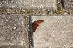 Emesis mandana