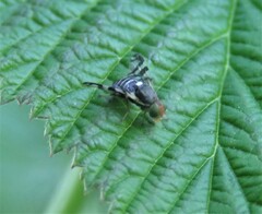 Rhagoletis indifferens