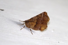 Selenia alciphearia