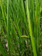Acorus americanus