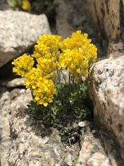 Draba longisquamosa