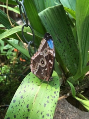 Morpho helenor maculata