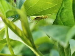 Oecanthus longicauda