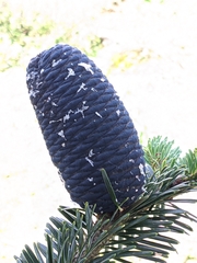 Abies spectabilis
