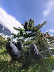 Abies spectabilis