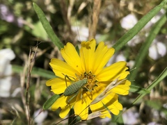 Platylyra californica