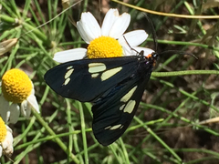 Gnophaela latipennis