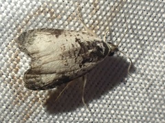 Olethreutes malana