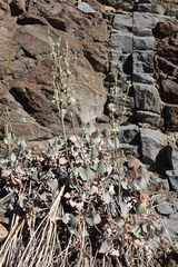 Eriogonum rupinum