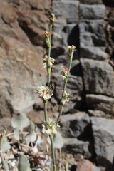 Eriogonum rupinum