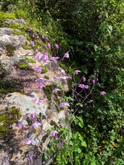 Thalictrum reniforme