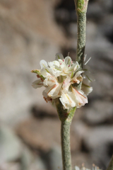 Eriogonum rupinum