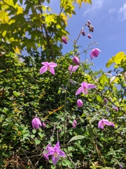 Thalictrum reniforme
