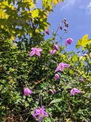 Thalictrum reniforme