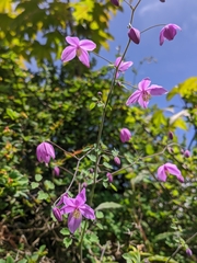 Thalictrum reniforme