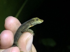 Anolis trachyderma