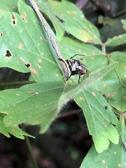 Micrathena triangularispinosa