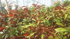 Excoecaria cochinchinensis