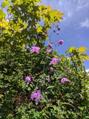Thalictrum reniforme