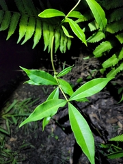 Allamanda cathartica