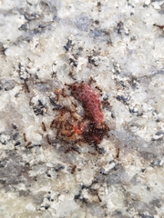 Tetramorium tsushimae