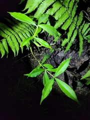 Allamanda cathartica