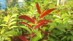 Excoecaria cochinchinensis