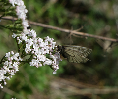 Valeriana rossica