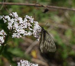 Valeriana rossica