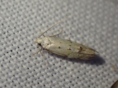 Coleotechnites apicitripunctella