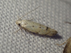 Coleotechnites apicitripunctella