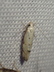 Coleotechnites apicitripunctella