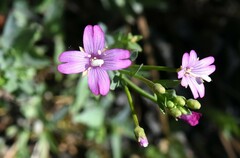 Epilobium glaberrimum