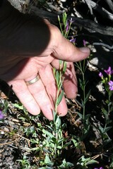 Epilobium glaberrimum