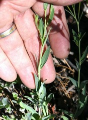 Epilobium glaberrimum