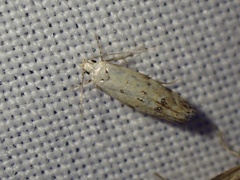 Coleotechnites apicitripunctella