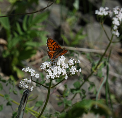 Valeriana rossica