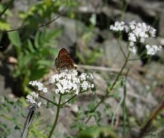 Valeriana rossica