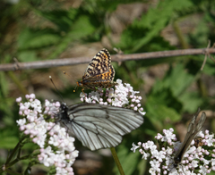 Valeriana rossica