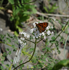 Valeriana rossica