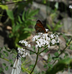 Valeriana rossica