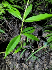 Allamanda cathartica