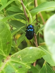 Chrysochus chinensis