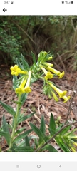 Lithospermum strictum
