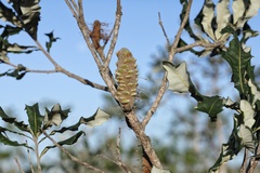 Banksia dentata