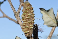 Banksia dentata