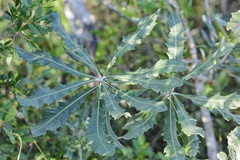 Banksia dentata